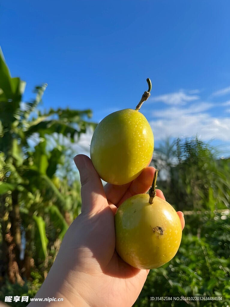 百香果