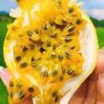 百香果