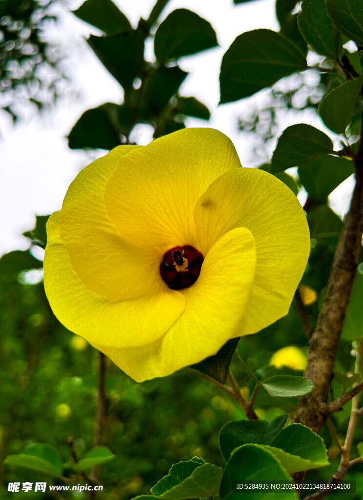 黄瑾花     鹅黄色的花  