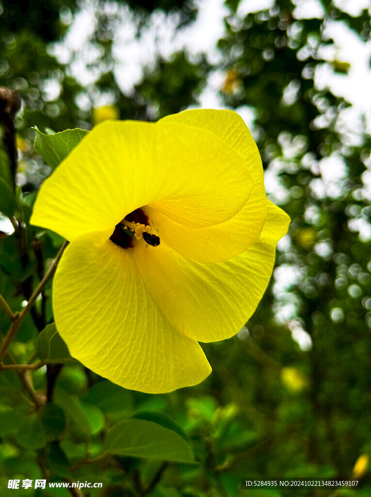 黄瑾花     鹅黄色的花  