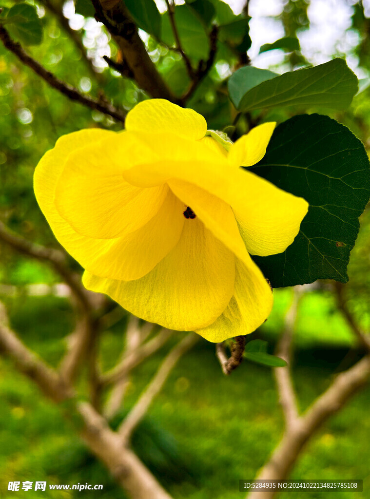 黄瑾花     鹅黄色的花  