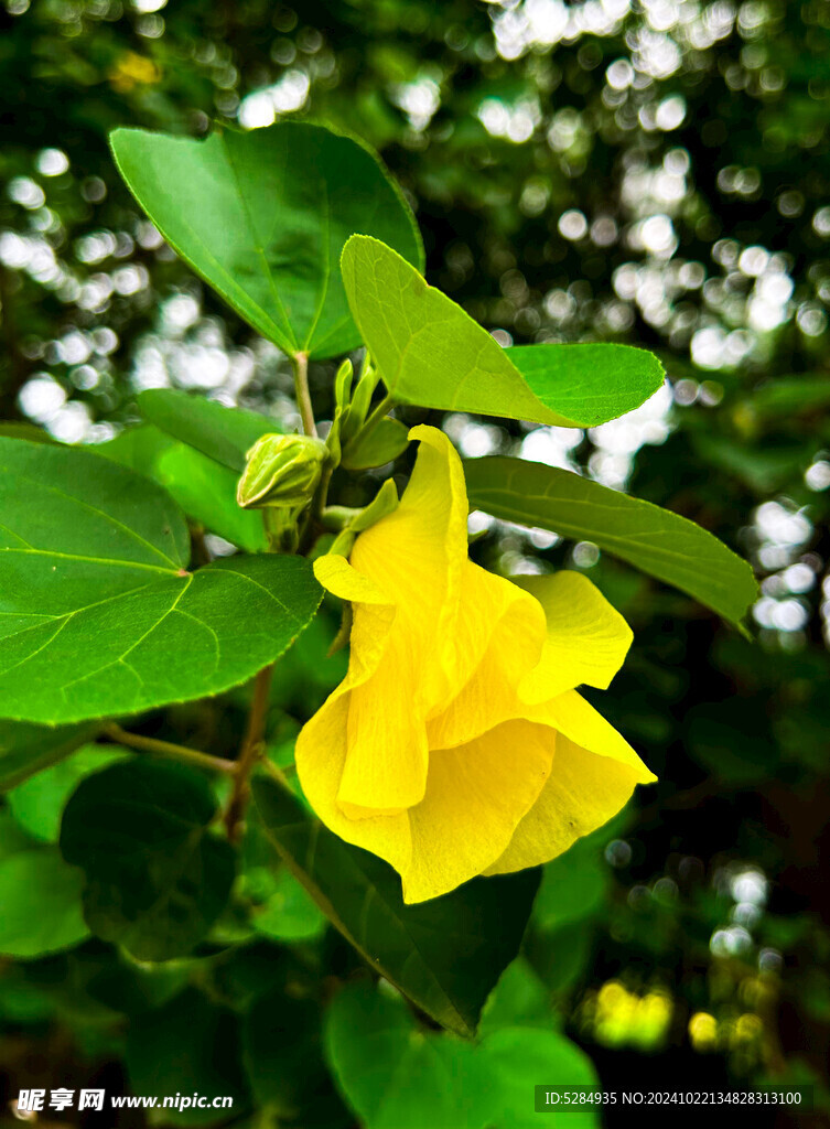 黄瑾花     鹅黄色的花  