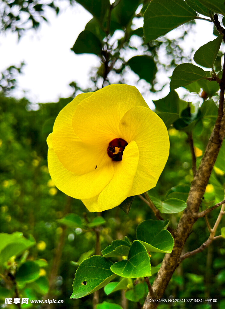 黄瑾花     鹅黄色的花  