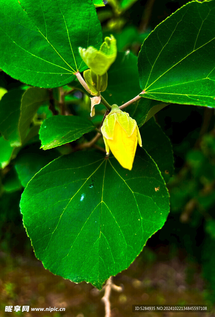 黄瑾花  黄色的花 