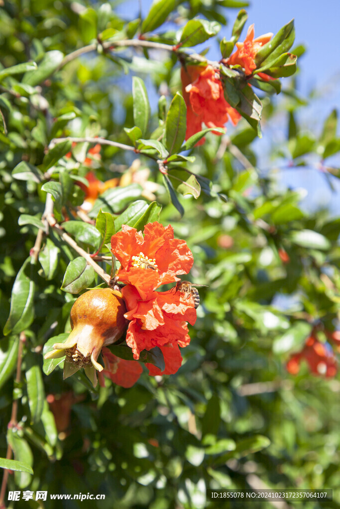 石榴花 石榴树