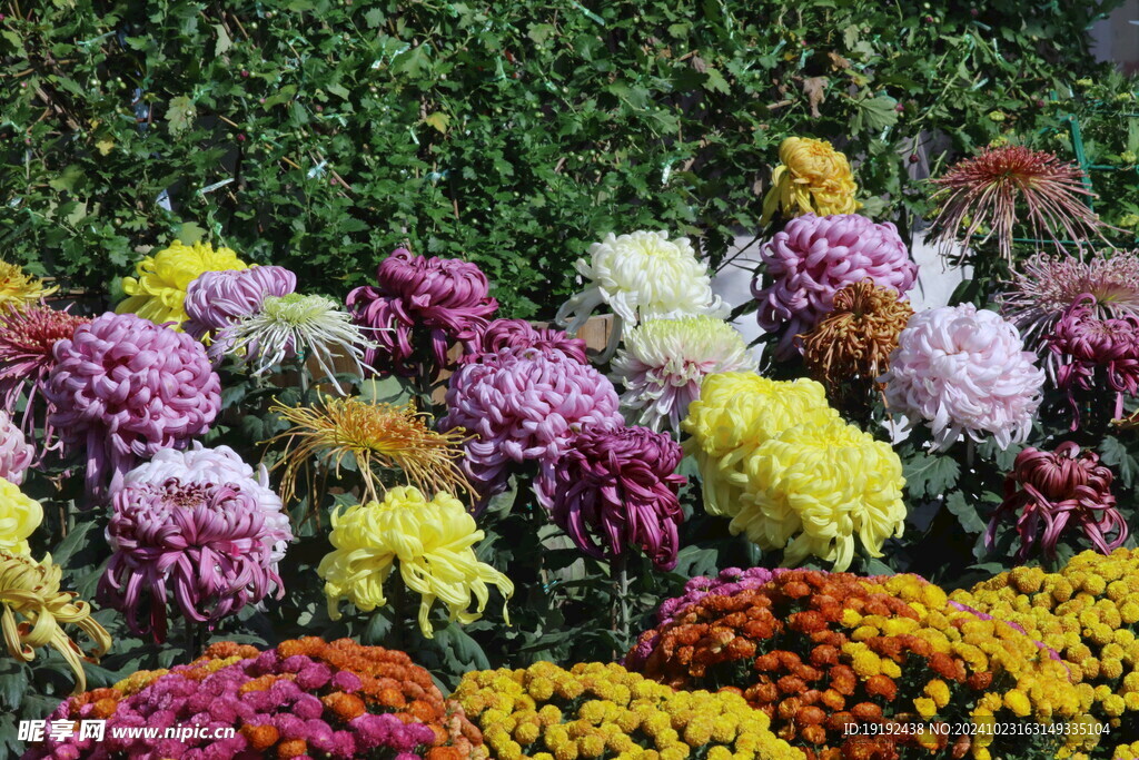 菊花 