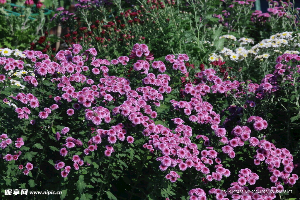 菊花  