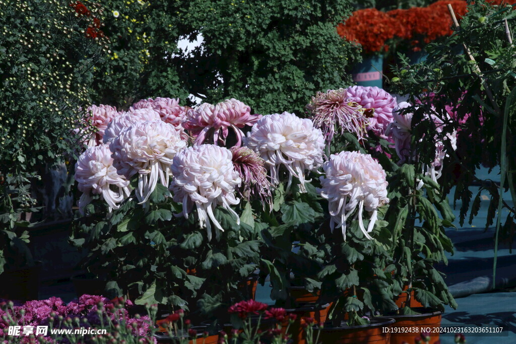 菊花  