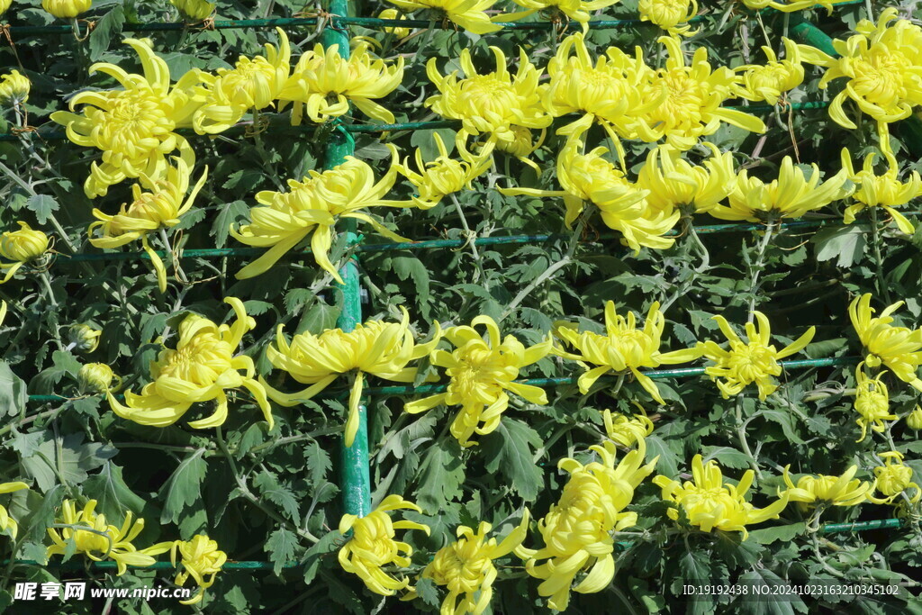 菊花  