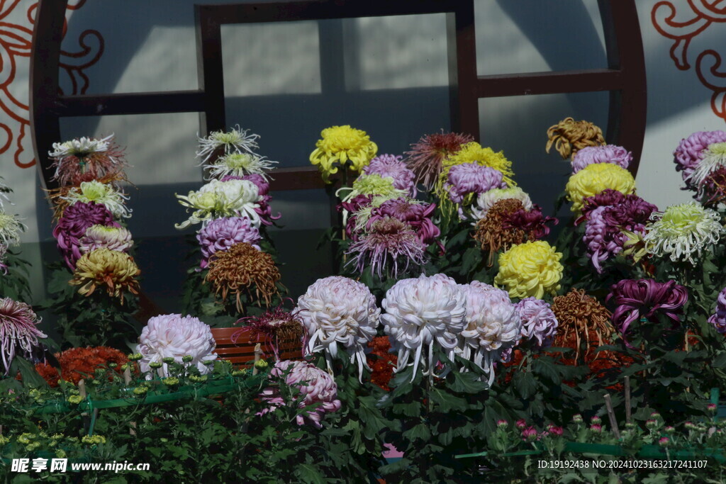 菊花  