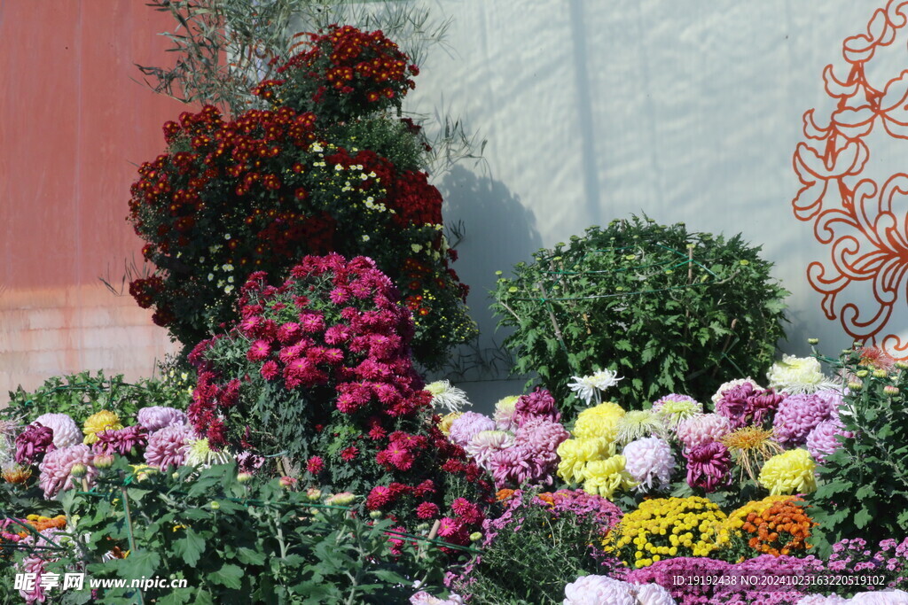 菊花  
