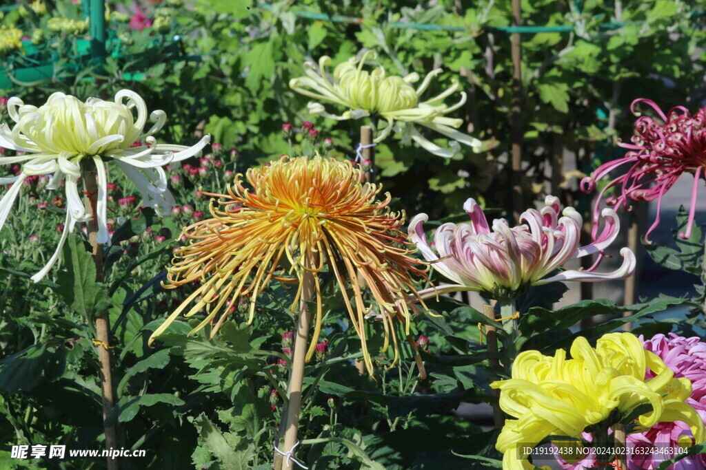 菊花  