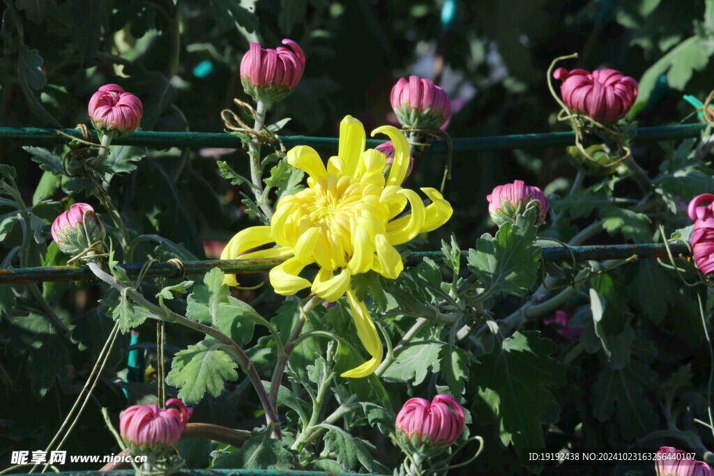 菊花  