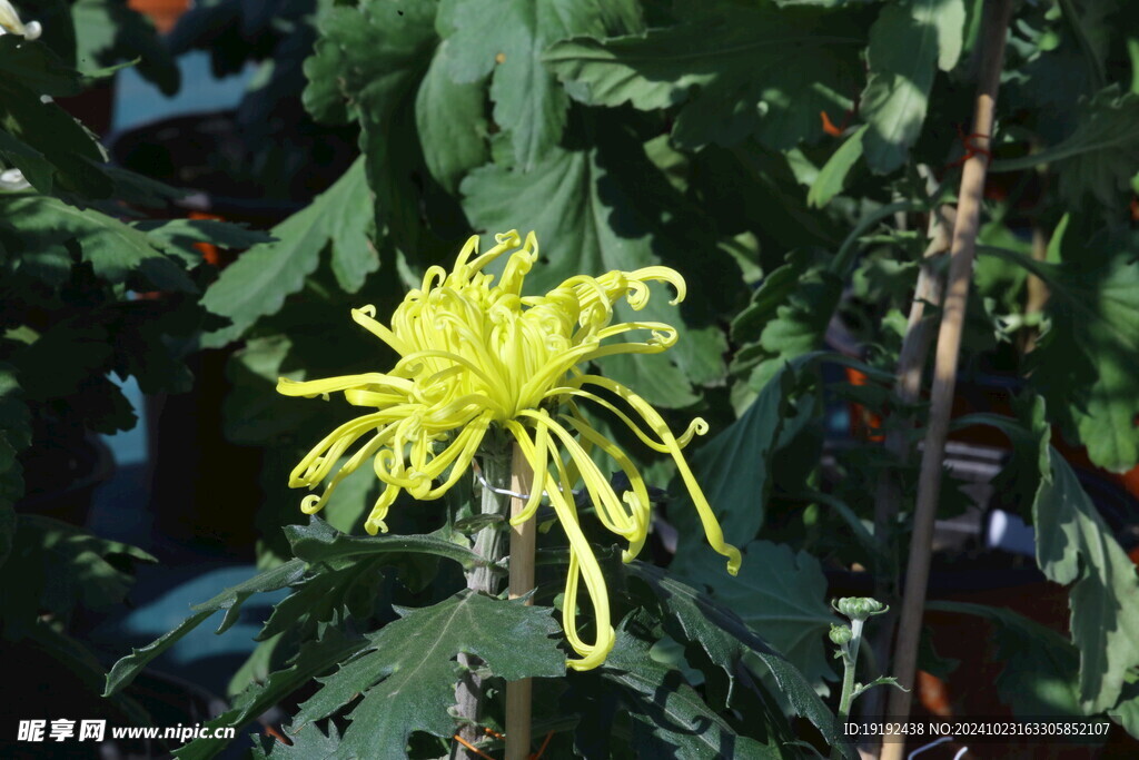 菊花  