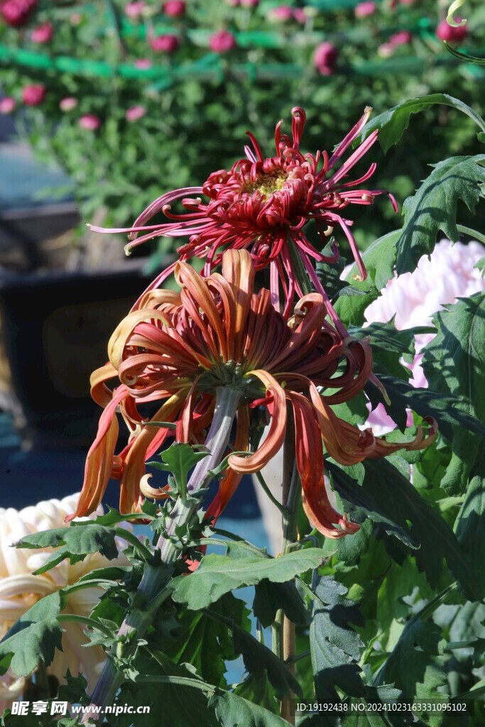 菊花  