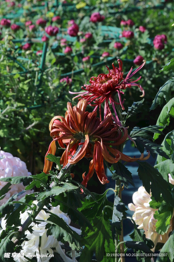 菊花  