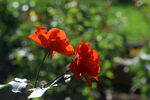 月季花  