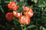 月季花 