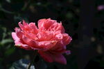 月季花  