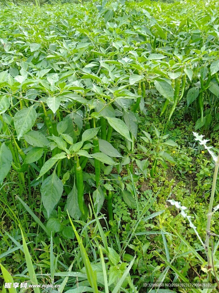 辣椒