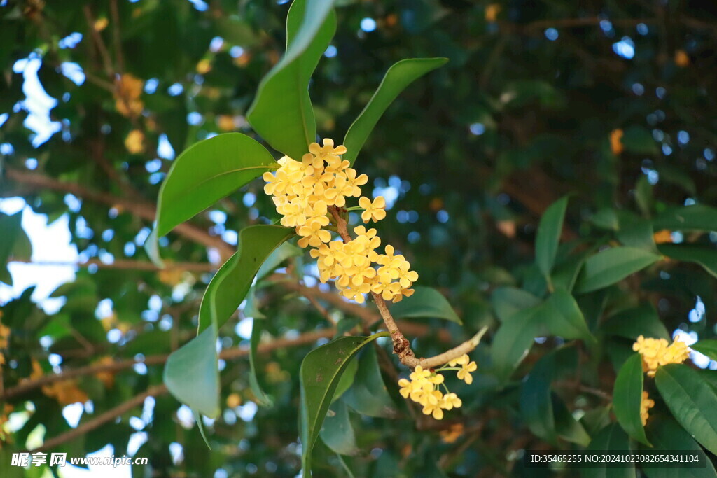 桂花