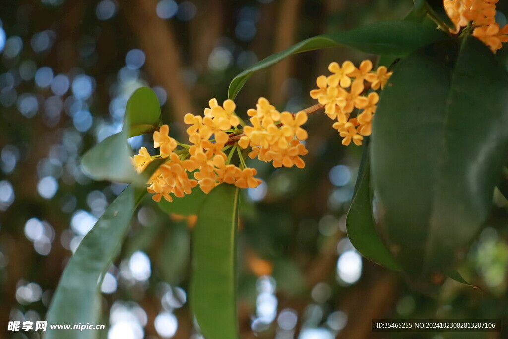 桂花