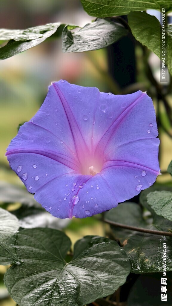 大牵牛花