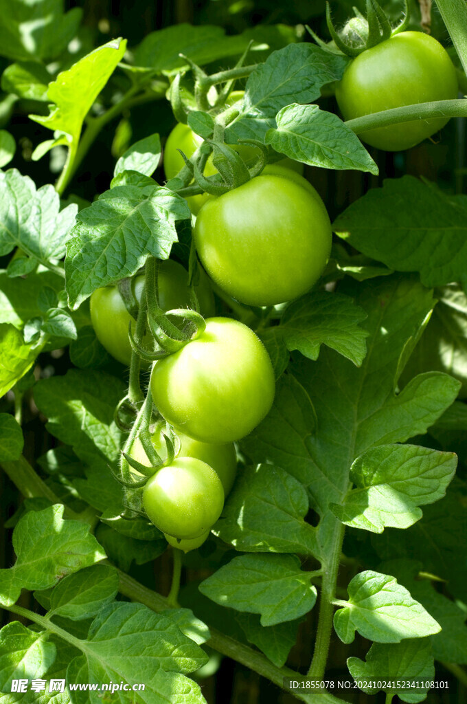 青蕃茄