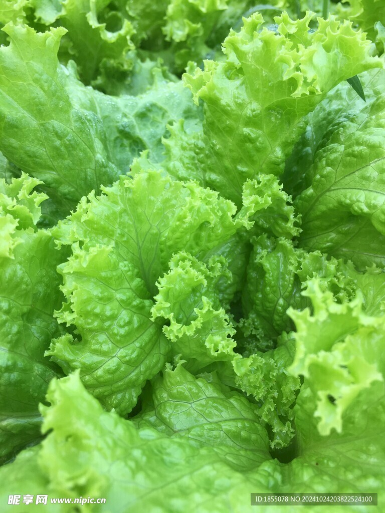 绿莴苣
