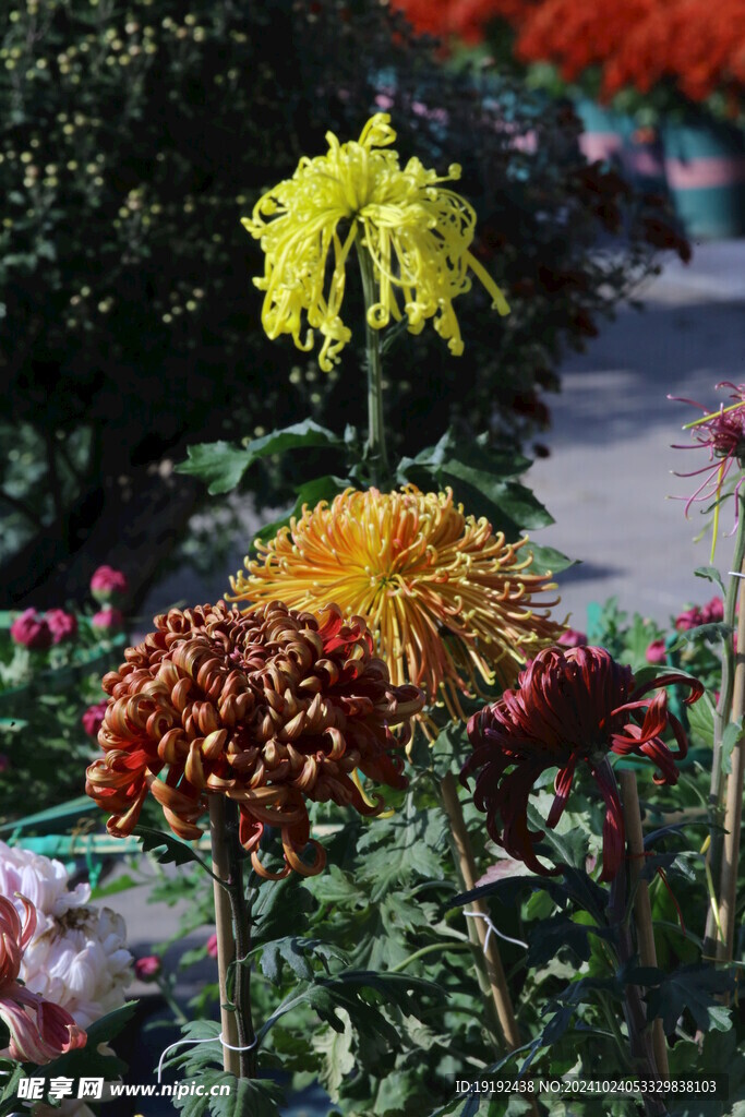 菊花  