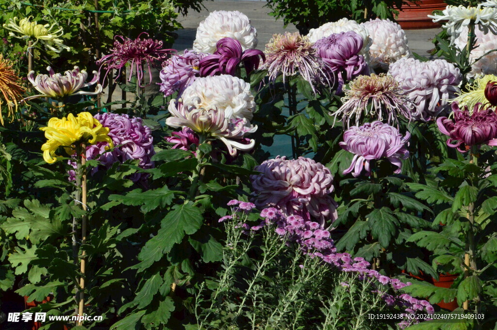 菊花 
