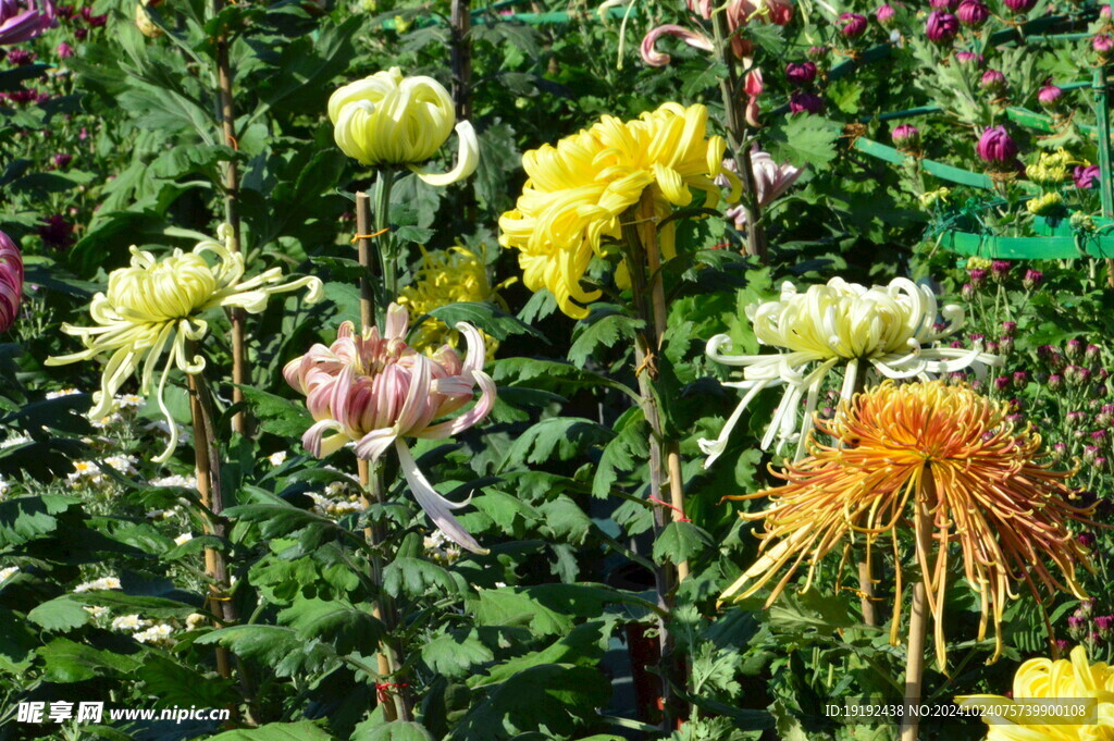 菊花  