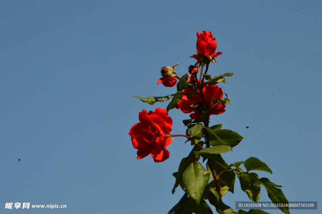 月季花  