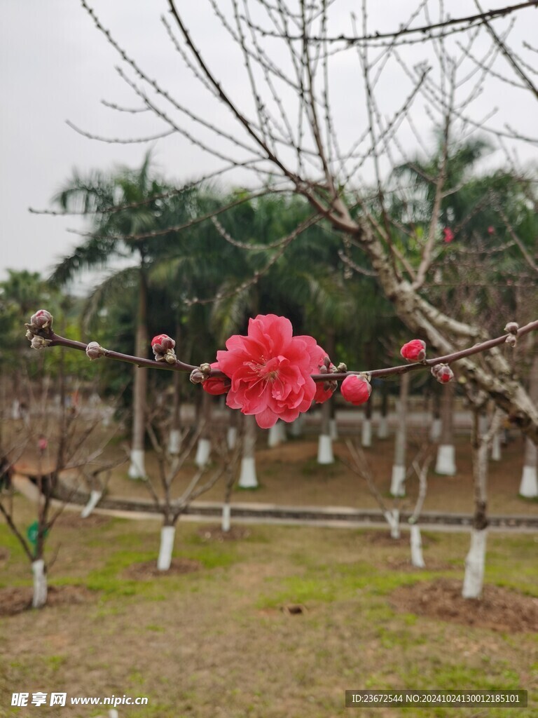 梅花