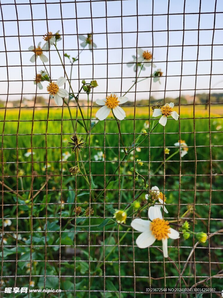 野花