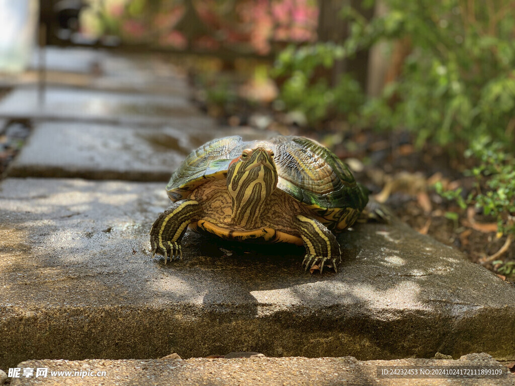乌龟