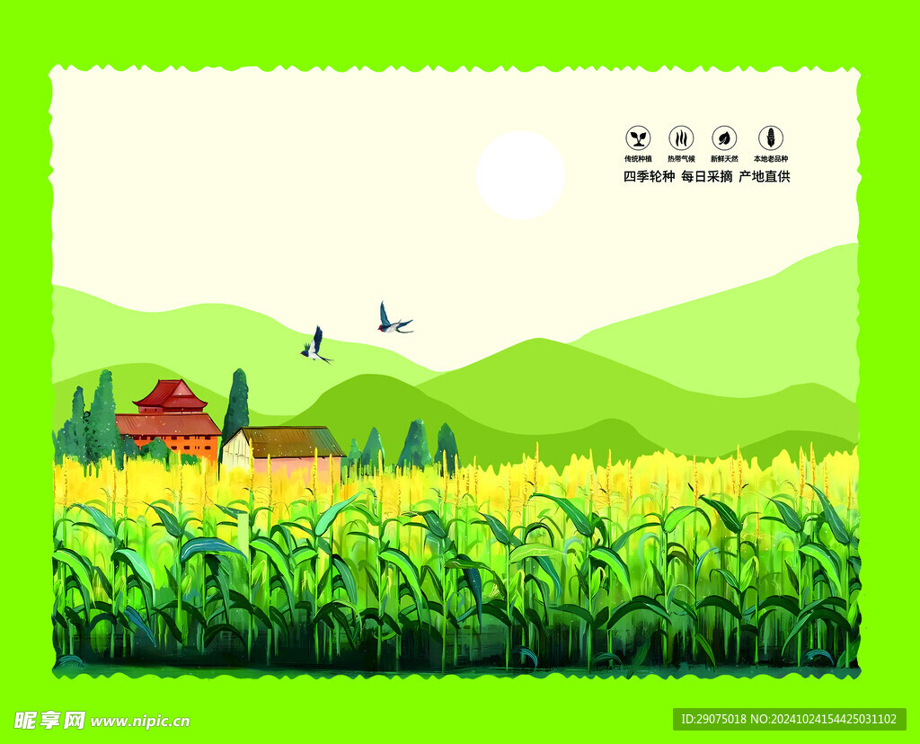 彩色玉米地