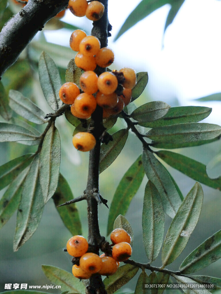 沙棘果