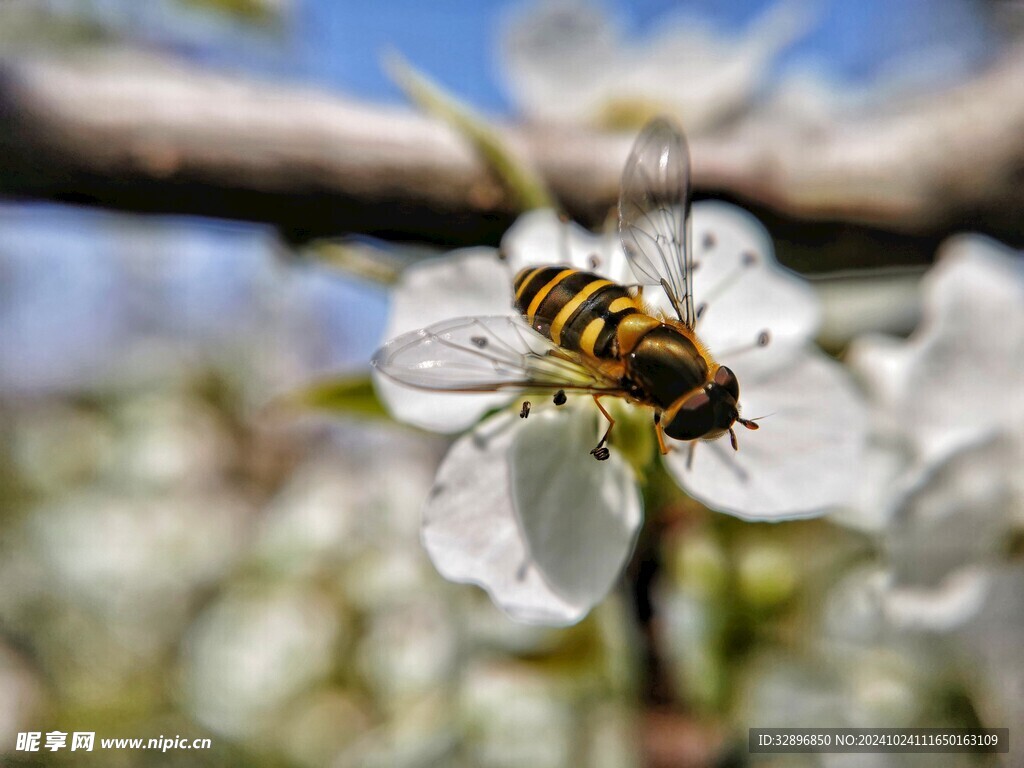 蜜蜂