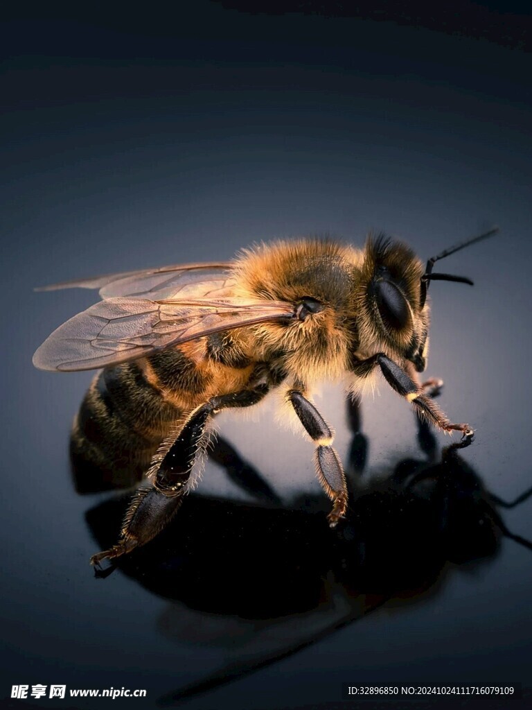 蜜蜂