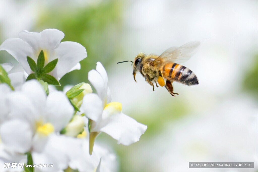 蜜蜂