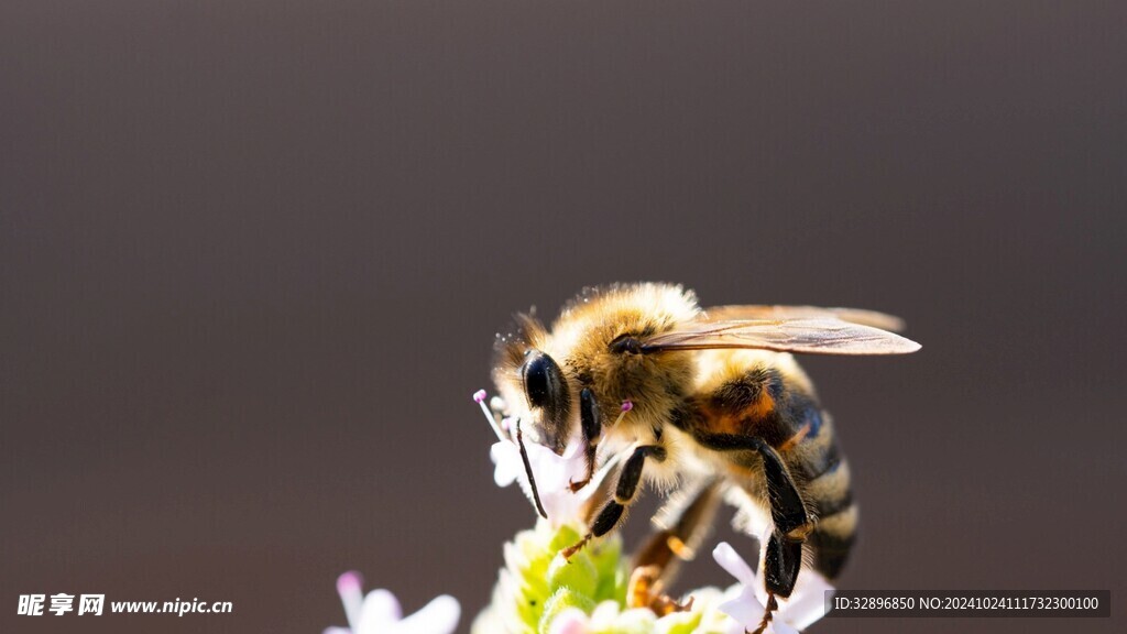 蜜蜂
