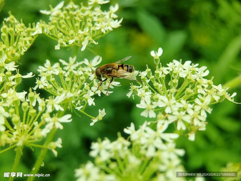 蜜蜂