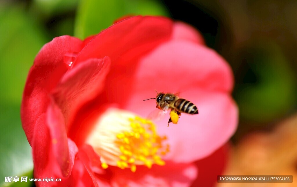 蜜蜂