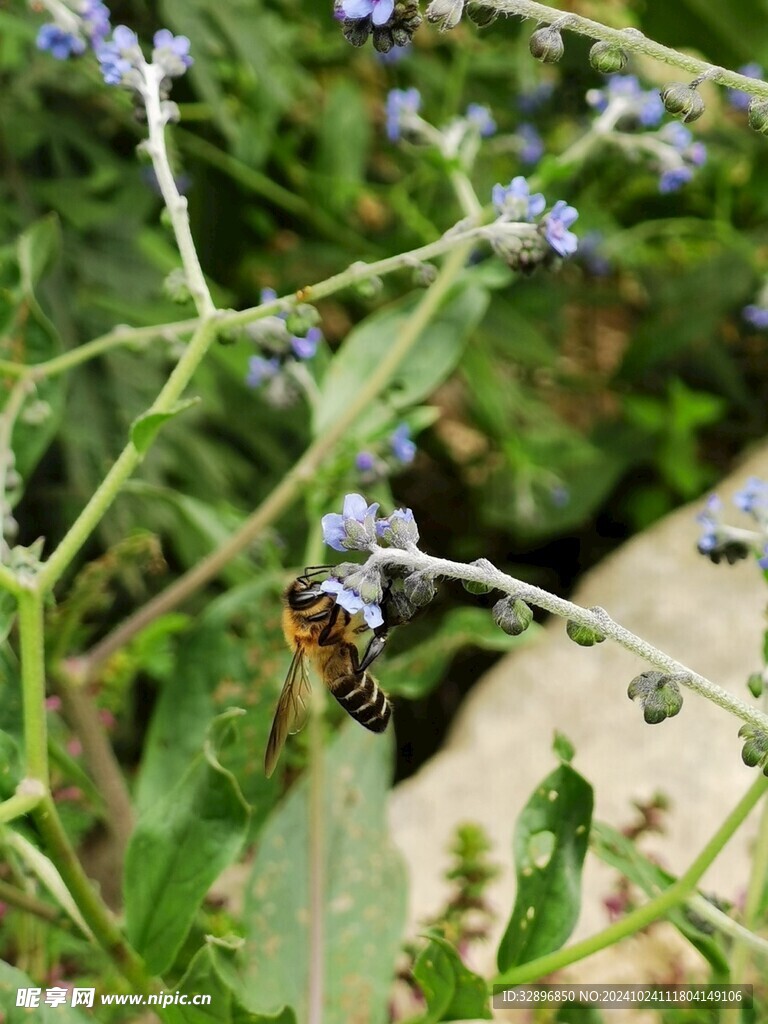 蜜蜂
