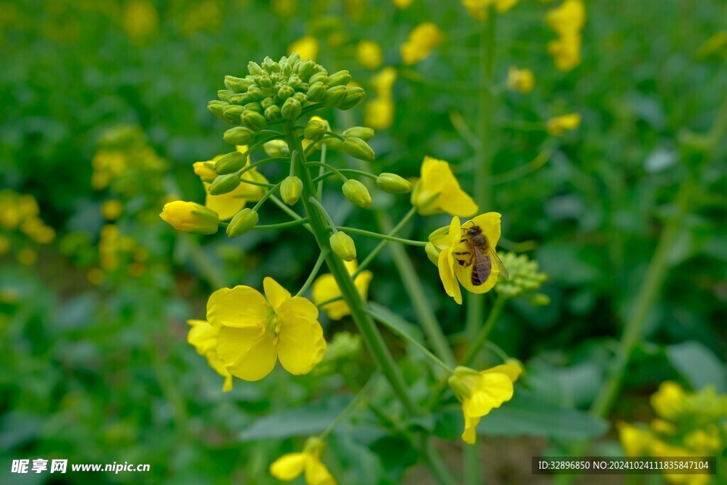 蜜蜂