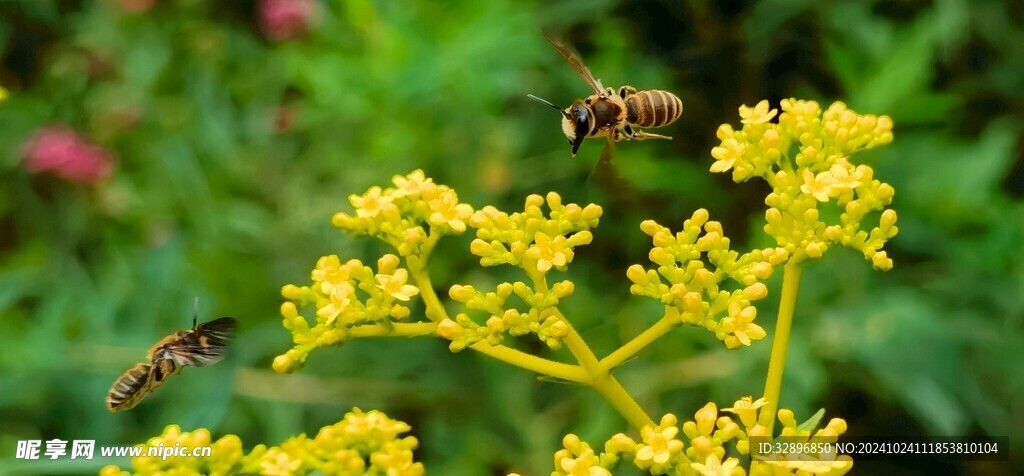 蜜蜂