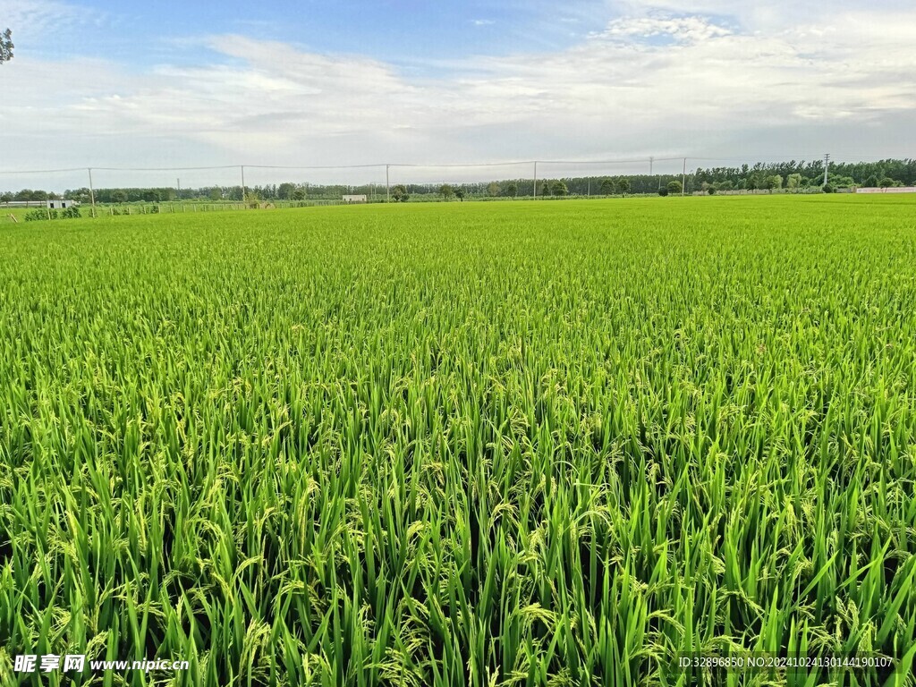 水稻