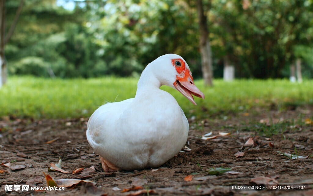 鸭子