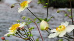 野棉花